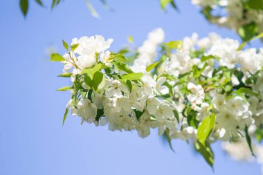 Mavi gökyüzüne karşı elma kiraz beyaz çiçekler. Doğa bahar.