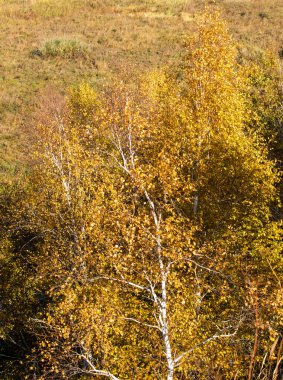 Sonbahar manzarası Sarı huş ağacı, güneşli gün