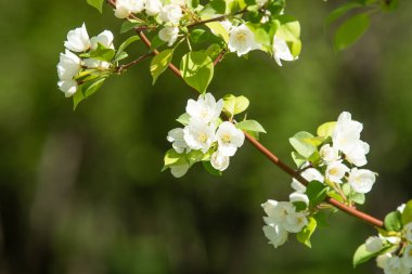 Çiçeklenme elma bahçesi. Elma ağaçları beyaz çiçekler, yeşil yaprakları yakın.