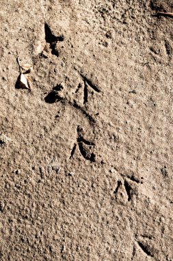 Kil kumda hayvan izleri var..