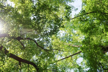 Mavi gökyüzü, bahar doğa karşı aşağıda ağaçlar görünümü yeşil yaprakları.