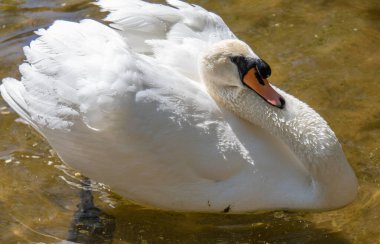 Beyaz Kuğu suda yüzerler, yaz gölet.