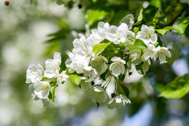 Mavi gökyüzüne karşı elma kiraz beyaz çiçekler. Doğa bahar.