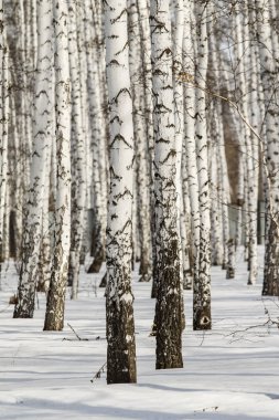 Huş ağacı orman kış manzarası.