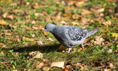 Yabani güvercin, sarı yapraklar çimlerde.
