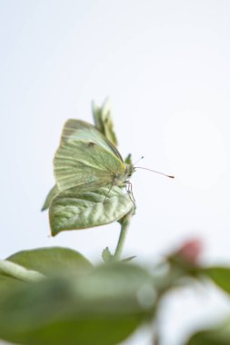 Beyaz kelebek yeşil bir yaprak, doğa oturur.