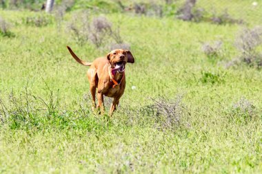 Av kırmızı köpek yeşil çim üzerinde çalışır. Yaz yeşili çayır.