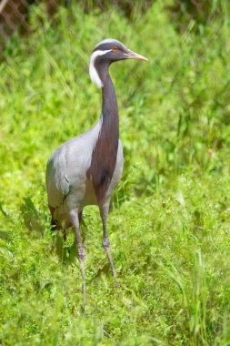 Yeşil çimenlerde Siyah Japon Vinç, yaz günü.