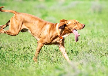 Av kırmızı köpek yeşil çim üzerinde çalışır. Yaz yeşili çayır.