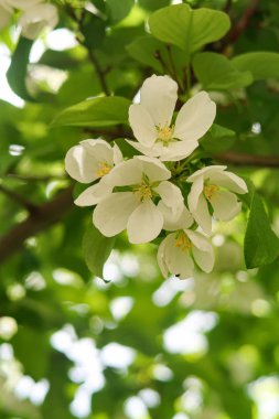 Mavi gökyüzüne karşı elma kiraz beyaz çiçekler. Doğa bahar.