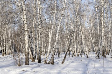 Huş ağacı orman kış manzarası.