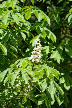 Yeşil yeşillik ile beyaz kestane çiçekleri.