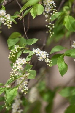Ağacın yeşil yaprakları beyaz kiraz çiçekler.