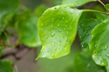 Bahar bir ağacın doğa yeşil yaprakları.