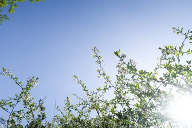 Mavi gökyüzüne karşı elma kiraz beyaz çiçekler. Doğa bahar.