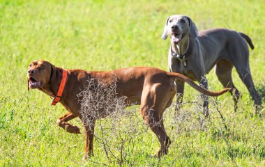 Avcılık Köpek av, yeşil çim, bahar manzara arayışı çalışır.