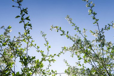 Mavi gökyüzüne karşı elma kiraz beyaz çiçekler. Doğa bahar.