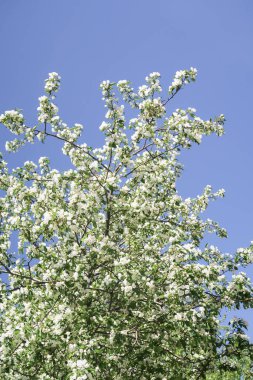 Mavi gökyüzüne karşı elma kiraz beyaz çiçekler. Doğa bahar.