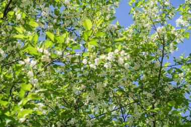 Mavi gökyüzüne karşı elma kiraz beyaz çiçekler. Doğa bahar.