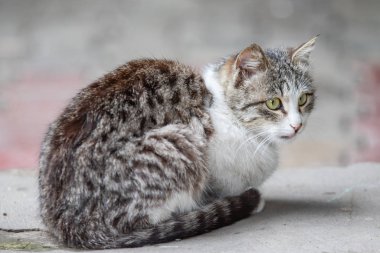Yerli kedi yaz sokakta oturan, kapatmak.