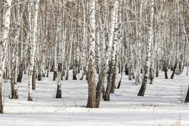 Huş ağacı orman kış manzarası.