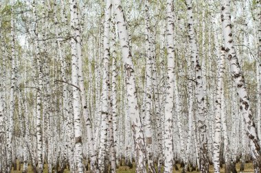 Beyaz huş ağaçları orman arka plan, bahar.
