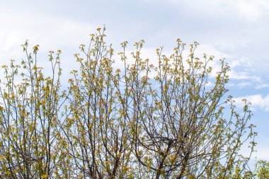 Mavi gökyüzü, yaz manzara karşı yeşil ağaçlar.