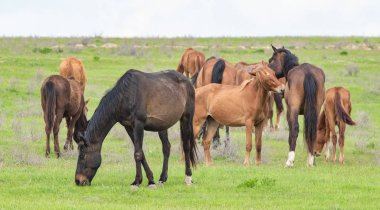At yeşil bir çayır üzerinde yaz aylarında Otlanmış.