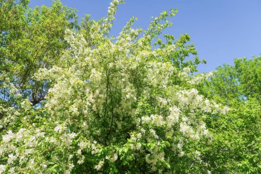 Mavi gökyüzüne karşı elma kiraz beyaz çiçekler. Doğa bahar.