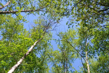 Mavi gökyüzü, bahar doğa karşı aşağıda ağaçlar görünümü yeşil yaprakları.