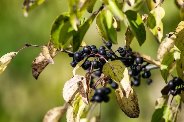 Black poisonous berries grow on a tree, nature landscape.