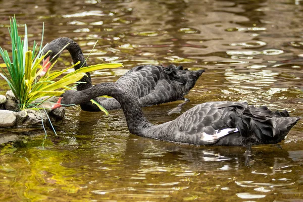 Siyah Kuğu Suda Yüzerler Yaz Gölet — Stok fotoğraf