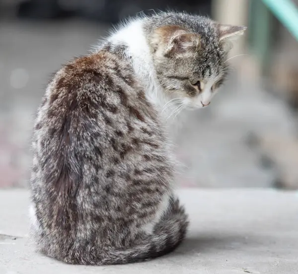 Yerli Kedi Yaz Sokakta Oturan Kapatmak — Stok fotoğraf