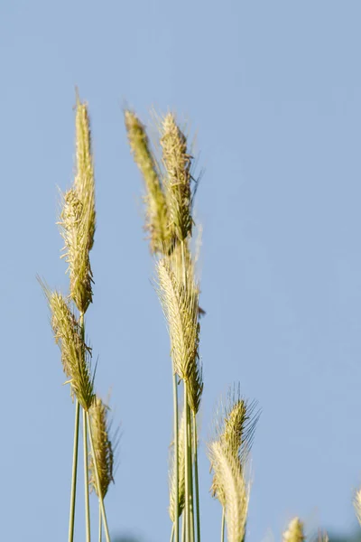 Espiga Trigo Salvaje Contra Cielo Azul — Foto de Stock