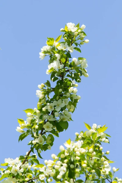 Flores Blancas Manzano Con Hojas Verdes Contra Cielo Azul — Foto de Stock