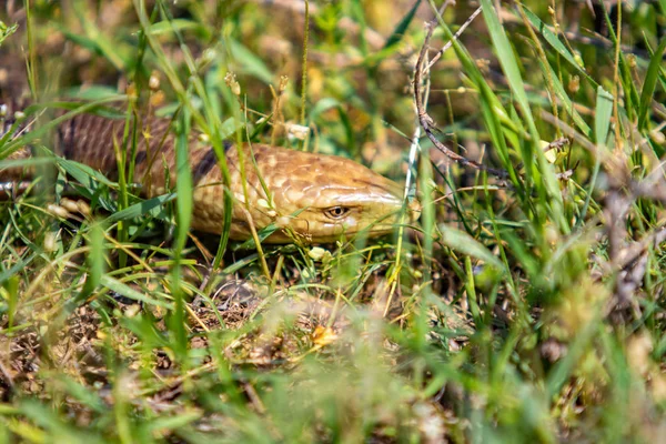 Der Kopf Einer Schlange Ist Gelbes Grünes Gras — Stockfoto