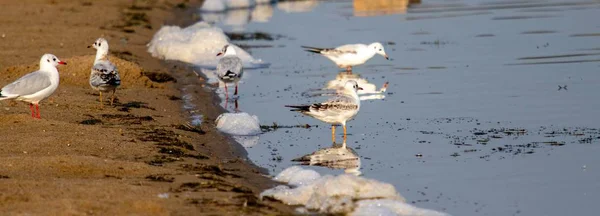 White Small Seagulls Sitting Shore Water — Stock Photo, Image