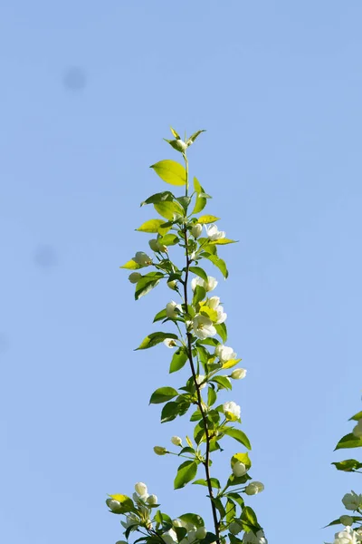 青い空に緑の葉を持つりんごの木の白い花 — ストック写真
