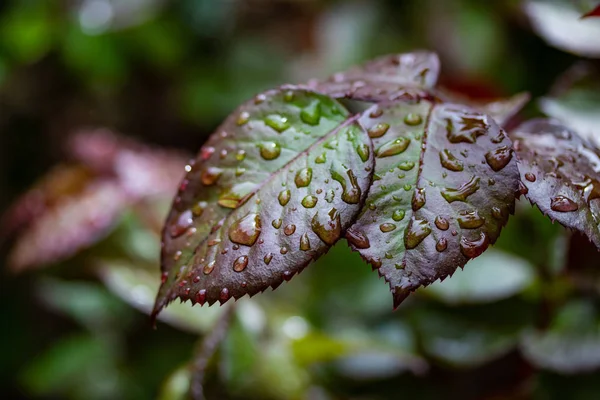 Gotas Lluvia Las Hojas Una Rosa Hoja Roja Verde —  Fotos de Stock