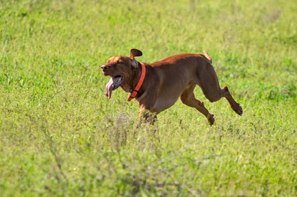 Jakt Hund Kör Jakt Efter Bytes Djur Grönt Gräs Vårlandskap — Stockfoto