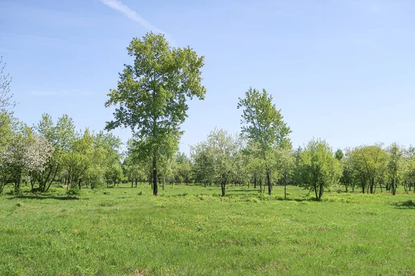 Landschaft Grüne Grasbäume Blauer Himmel — Stockfoto