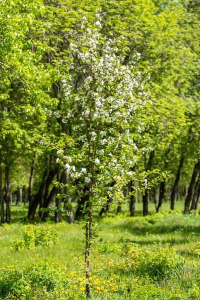 Çiçeklenme elma bahçesi. Elma ağaçları beyaz çiçekler, yeşil yaprakları yakın.