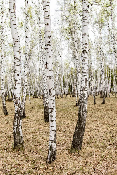 Nyírfa Erdei Kora Tavasszal Táj Erdő Terület — Stock Fotó