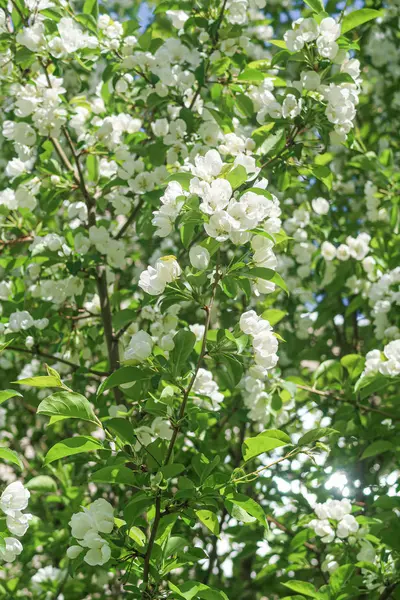 White Flowers Apple Cherry Blue Sky Nature Spring — Stock Photo, Image