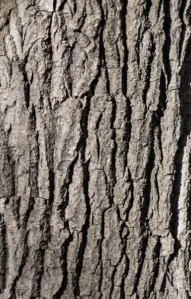 Texture Écorce Arbre Fond Gris — Photo