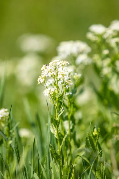 White Flower Green Grass Blurred Background — Stock Photo, Image