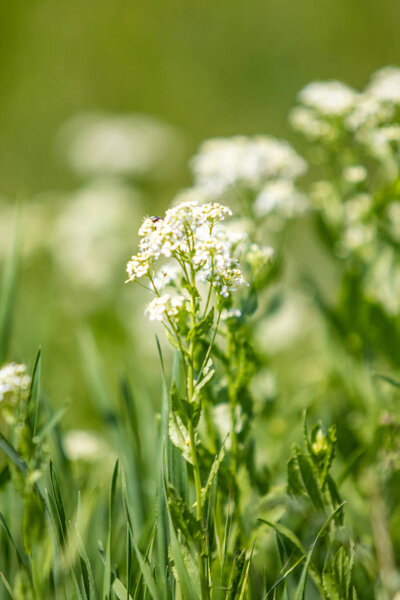 White flower in green grass on a blurred background.