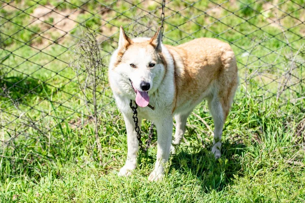 Köpek Avcılık Doğa Yeşil Alan Yaz — Stok fotoğraf