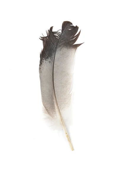 Blue Bird Feather Isolated White Background — Stock Photo, Image