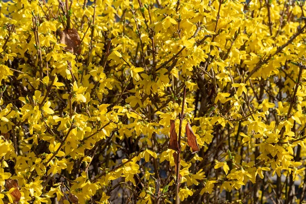 Növény Virágok Sárga Mimóza Közelről — Stock Fotó